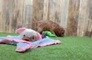Meet Kaiser - our Cavapoo Puppy Video