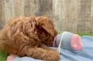 Sweet Cavapoo Baby