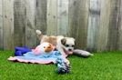 Energetic Shi Chon Designer Puppy