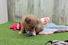 Cute Shih Pom Baby