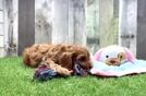 Cavapoo Puppy for Adoption
