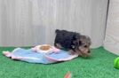 Little Yorkie Poodle Mix Poodle Mix Puppy