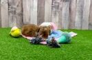 Poodle Puppy for Adoption