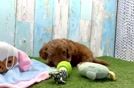 Hypoallergenic Cavadoodle Poodle Mix Puppy
