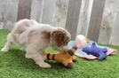 Cavapoo Pup Being Cute