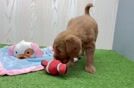 Meet Bambi - our Mini Goldendoodle Puppy Video