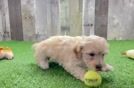 Maltipoo Puppy for Adoption