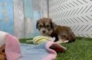 Cavachon Puppy for Adoption