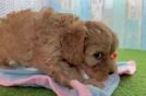 Friendly Cavapoo Baby