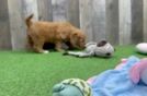 Popular Mini Goldendoodle Poodle Mix Pup