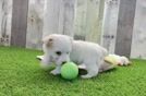 Smart Maltipoo Poodle Mix Pup