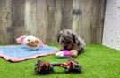 Funny Poodle Baby