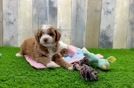Best Mini Goldendoodle Baby