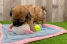 Friendly Cavapoo Baby