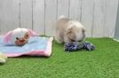 Meet Razz - our Pomeranian Puppy Video