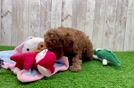 Cavapoo Puppy for Adoption