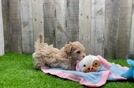 Maltipoo Puppy for Adoption
