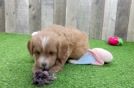 Cute Cavapoo Baby