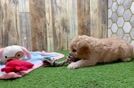 Cavapoo Pup Being Cute