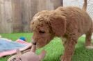 Smart Mini Goldendoodle Poodle Mix Pup