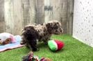 Hypoallergenic Havadoodle Poodle Mix Puppy