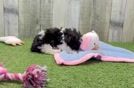 Meet Tate - our Poodle Puppy Video