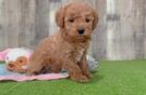 Mini Goldendoodle Puppy for Adoption