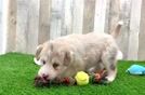 Best Mini Huskydoodle Baby