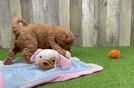 Small Mini Goldendoodle Baby