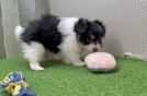 Popular Pomachon Designer Pup