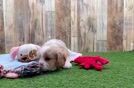 Cavapoo Puppy for Adoption