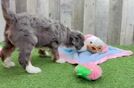 Energetic Bernese Doodle Poodle Mix Puppy