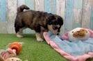 Cute Mini Huskydoodle Poodle Mix Pup