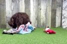 Mini Labradoodle Puppy for Adoption