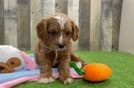 Friendly Cavapoo Baby