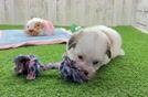 Best Havanese Baby