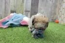 Cute Teddy Bear Baby
