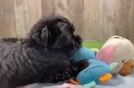 Cute Morkie Baby