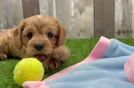 Best Cavapoo Baby