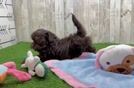 Fluffy Shih Poo Poodle Mix Pup
