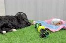 Meet Fluff - our Mini Bernedoodle Puppy Video