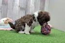 Funny Havanese Baby