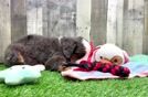 Mini Bernedoodle Puppy for Adoption