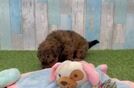 Havapoo Pup Being Cute