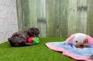 Hypoallergenic Poodle Baby