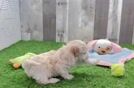 Adorable Maltidoodle Poodle Mix Puppy