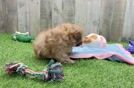 Shih Poo Pup Being Cute