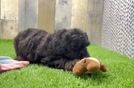 Friendly Cockapoo Baby