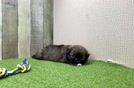Shih Pom Pup Being Cute