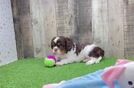 Friendly Cavalier King Charles Spaniel Purebred Pup